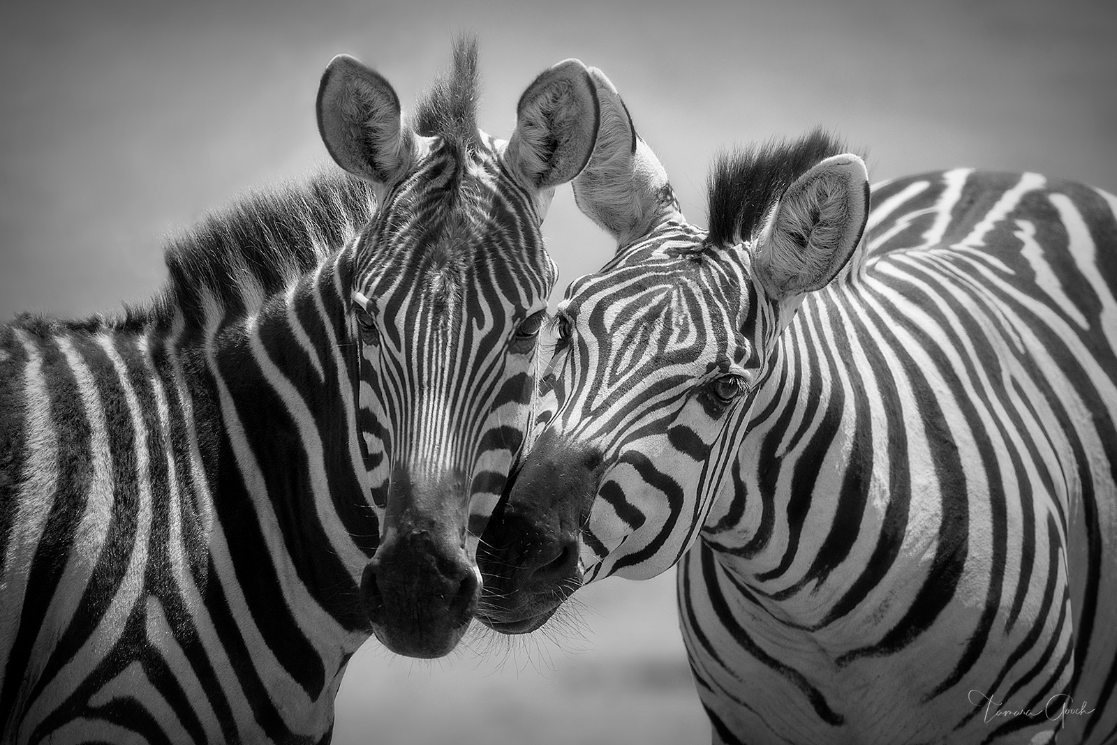 A black and white fine art limited edition wildlife print of two zebras interacting.