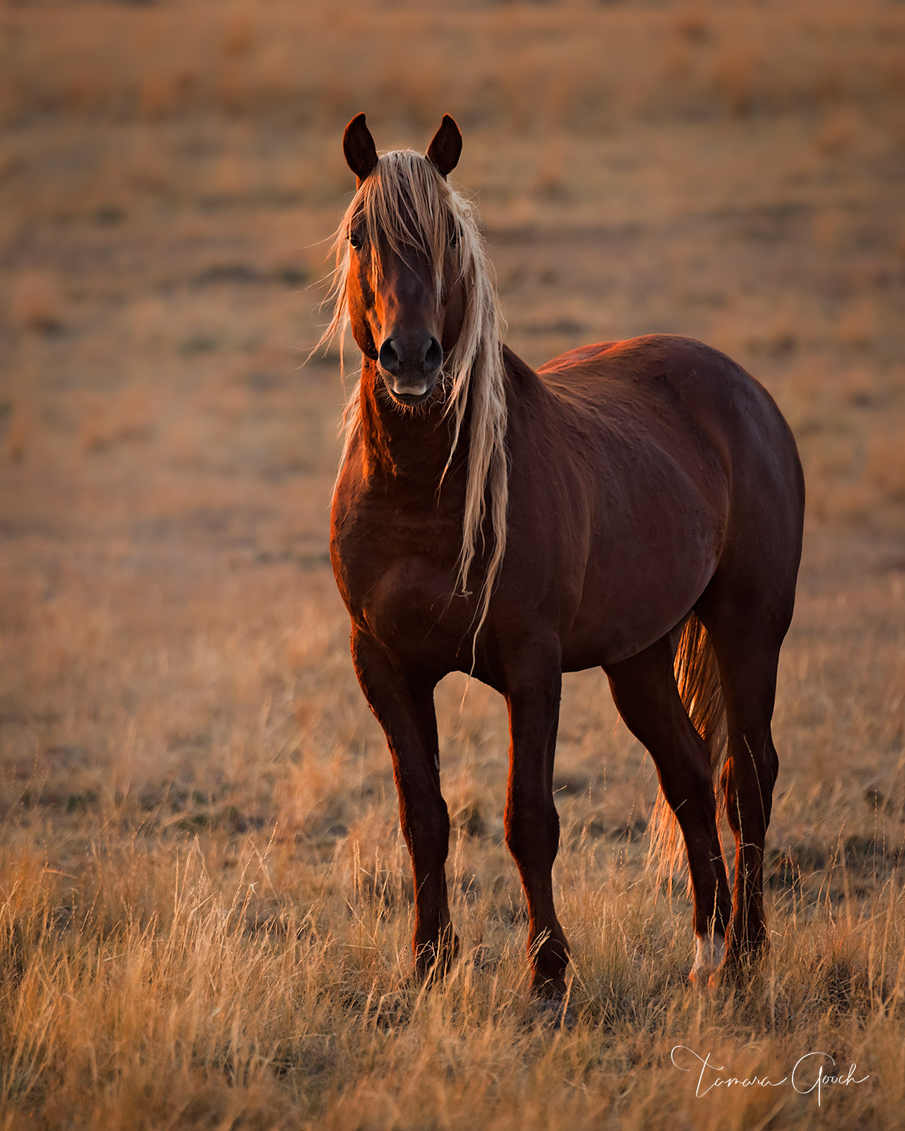 Limited Edition Print of 50 The fine art print "Wild Horse Golden Hour" is shown here as a 56 x72 inch non-glare acrylic print...