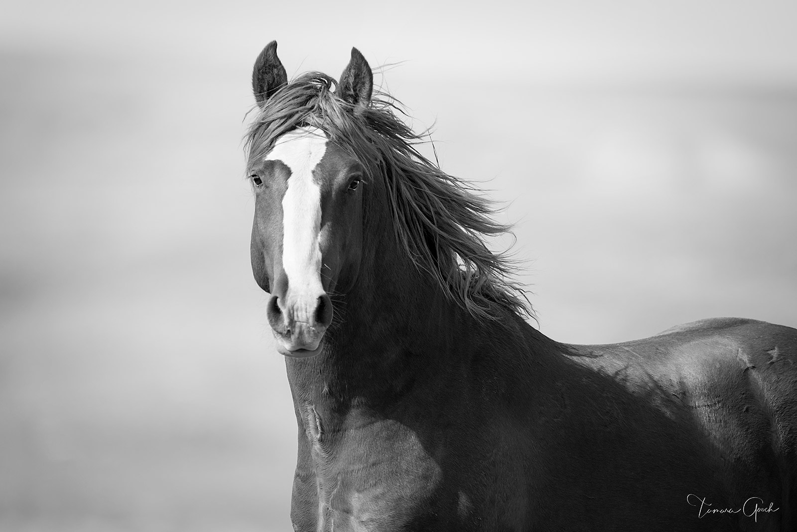 An exquisite black and white fine art photograph of a wild mustang stallion. This limited edition print is available on Acrylic, metal, fine art paper.