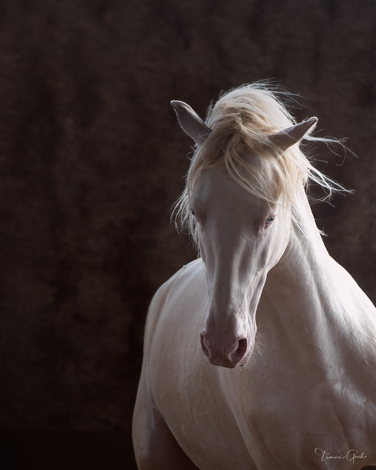 PRE, pure spanish horse, Andalusian, Perlino, Jalon, horse, horse photography, equine, art, wall, home, decor, interior, design...