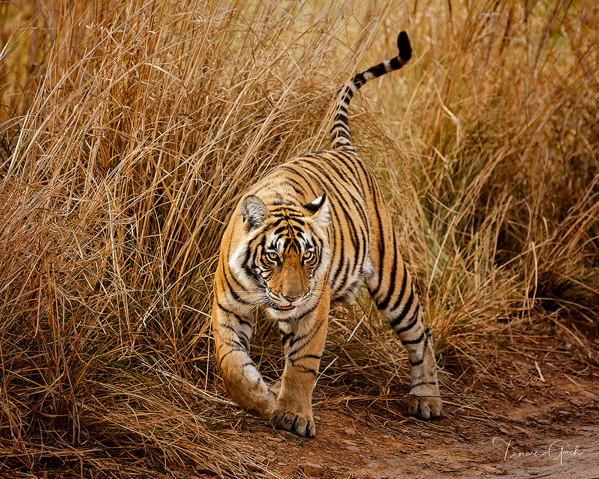 A fine art print of a Bengal Tiger walking amongst tall grass. Photographed in India.