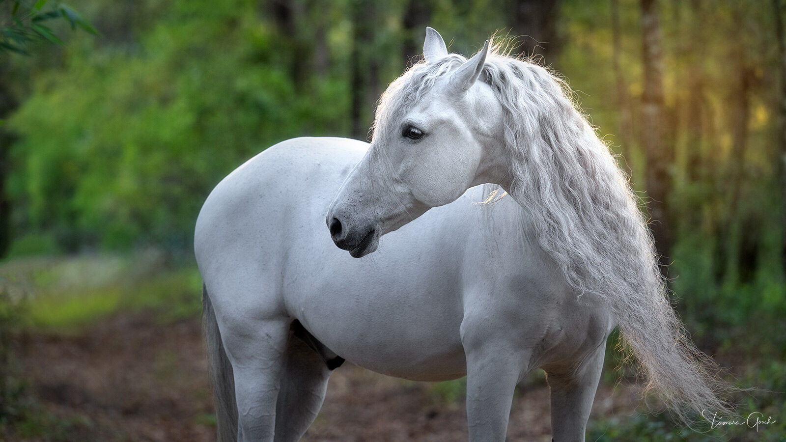 Warlander, grey, gray, forest, wood, horse, horse photography, equine, cheval, caballos, pferd, art, wall, home, decor, interior...