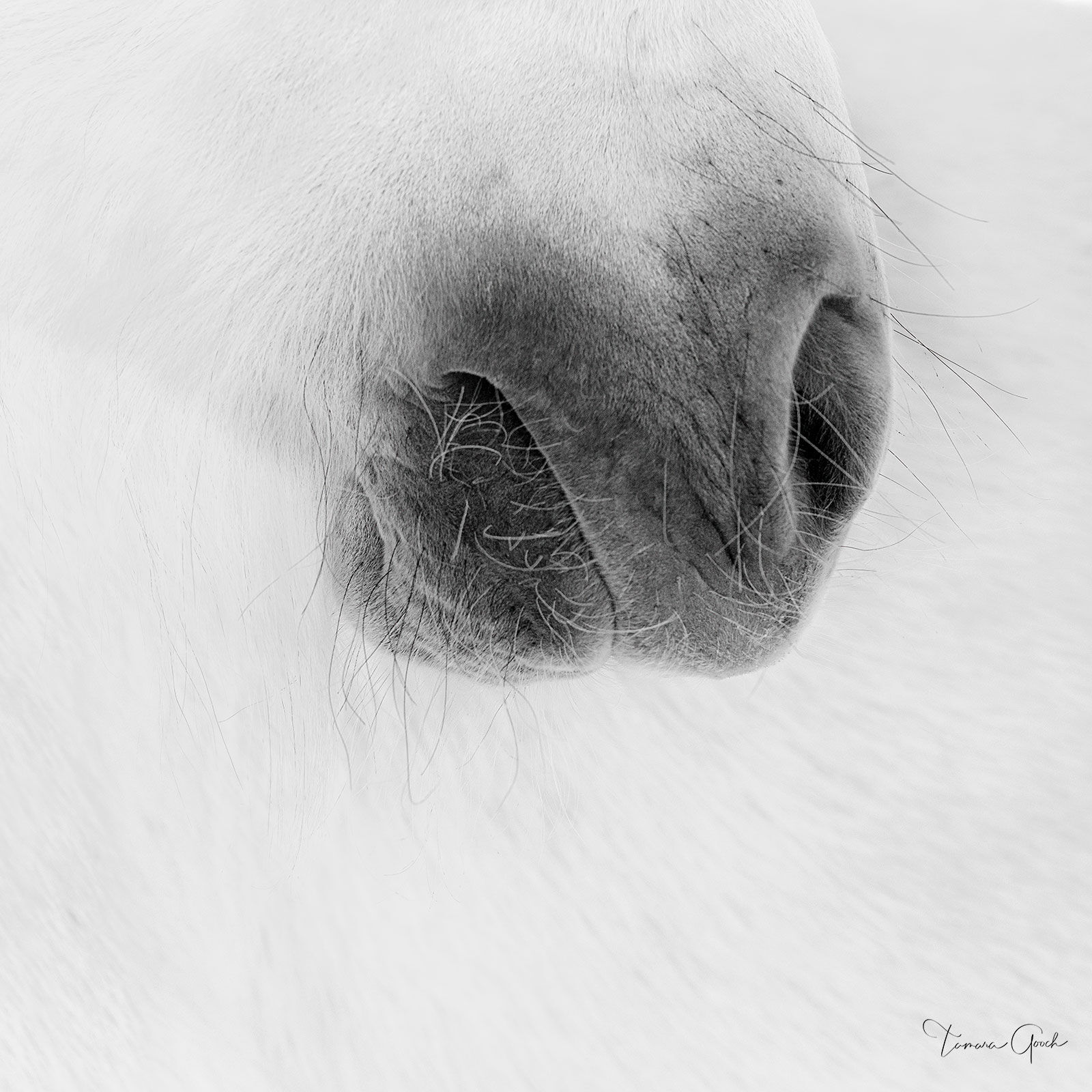 "Whispers of Whiskers" is an ethereal piece of artwork and a collector favorite. This horse image is a limited edition print...