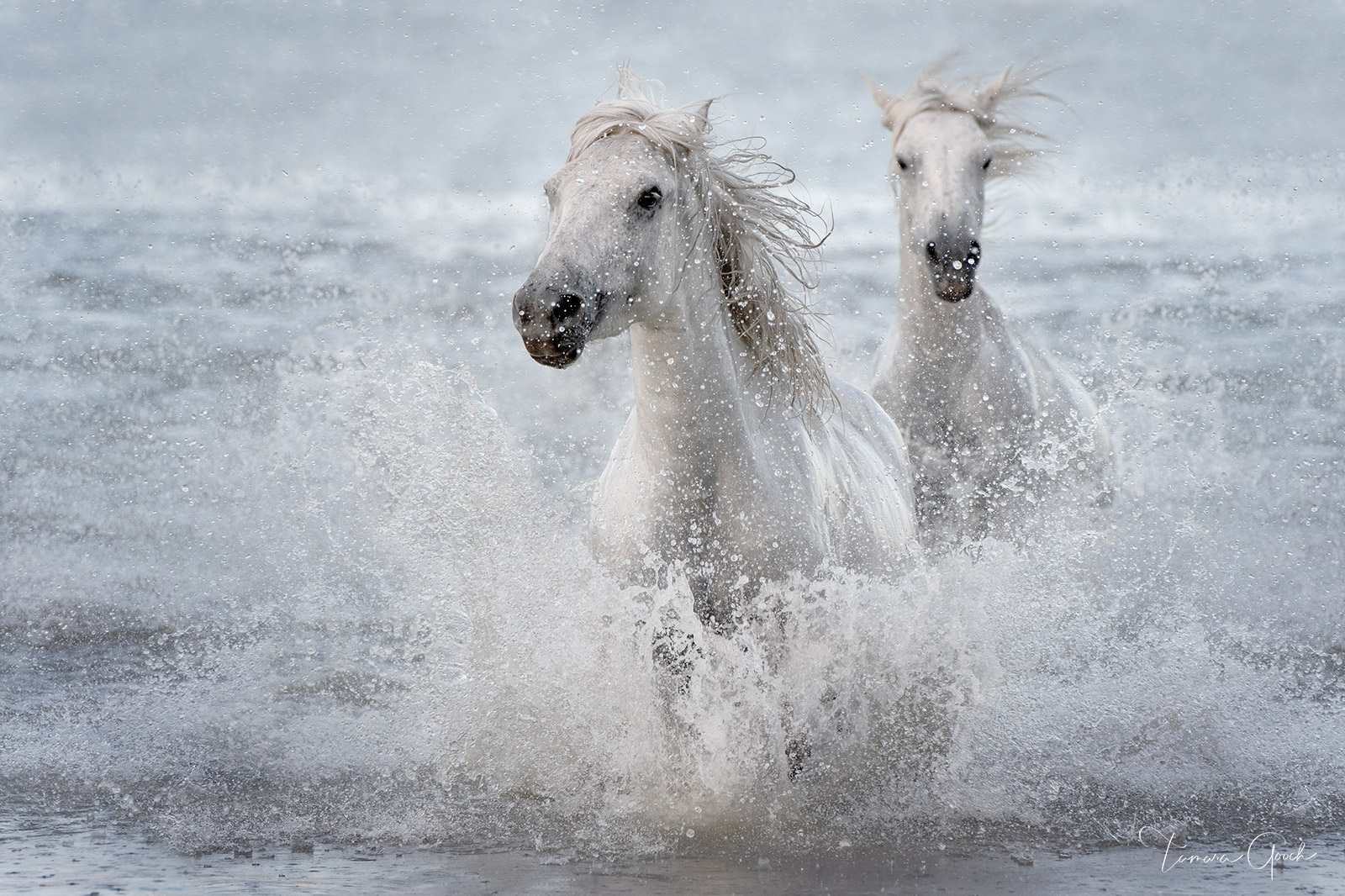 Two white horses of the Camargue splashing in the Mediterranean Sea.