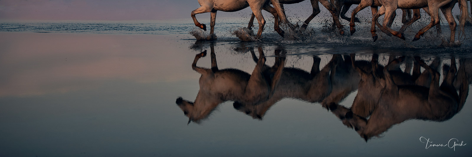 "Equine Mirror" is a gallery quality equestrian horse photography print. Limited edition of 50. Care and handling How do I clean...