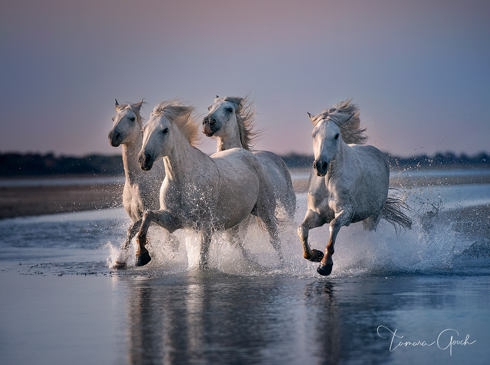 Limited Edition Print of 50 White Angle Horses is a limited edition museum-quality fine art print that will match a wide variety...