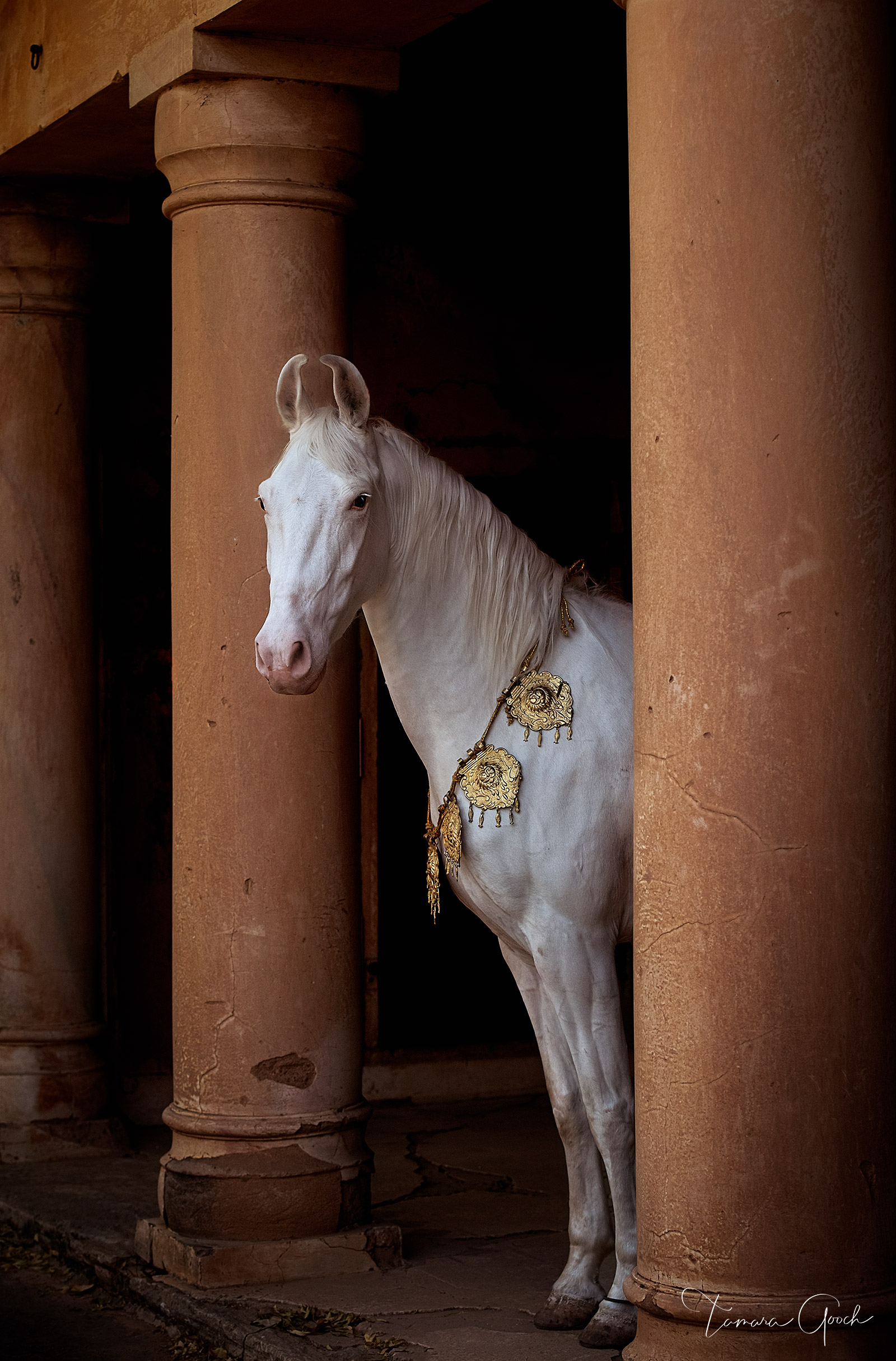 Gallery quality photo print of a Marwari Horse in ancient ruins 