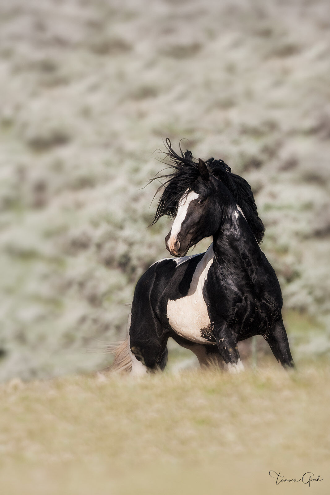 Quasimode ‎クオシモード Young Black Horse アナログ QUASIMODE / YOUNG BLACK HORSE – TICRO MARKET