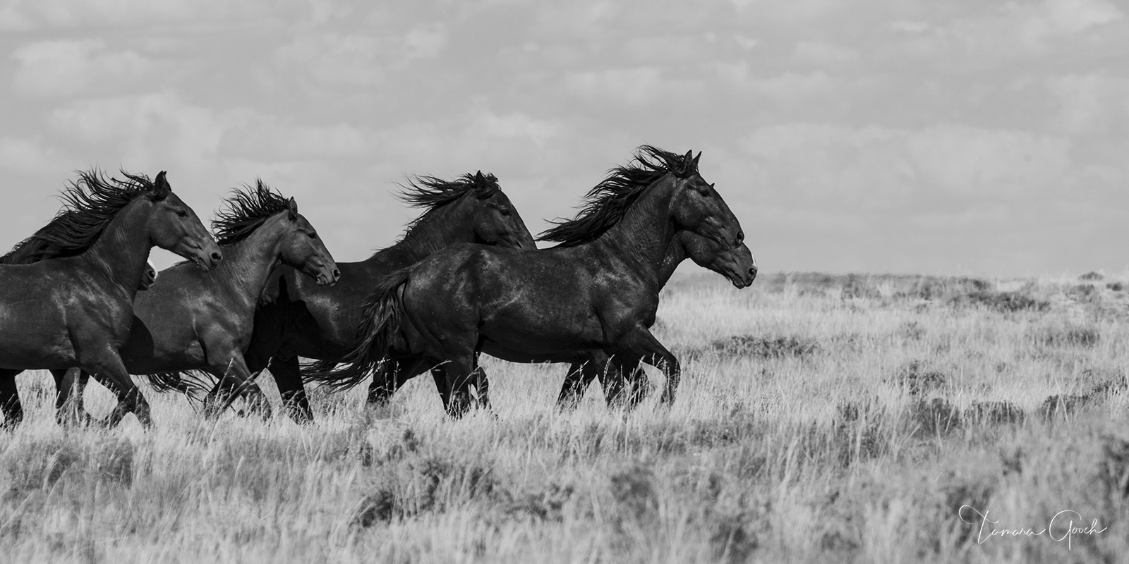 A black and white fine art photography print of a herd of wild horses running through the sagebrush of Wyoming. Icons of the...