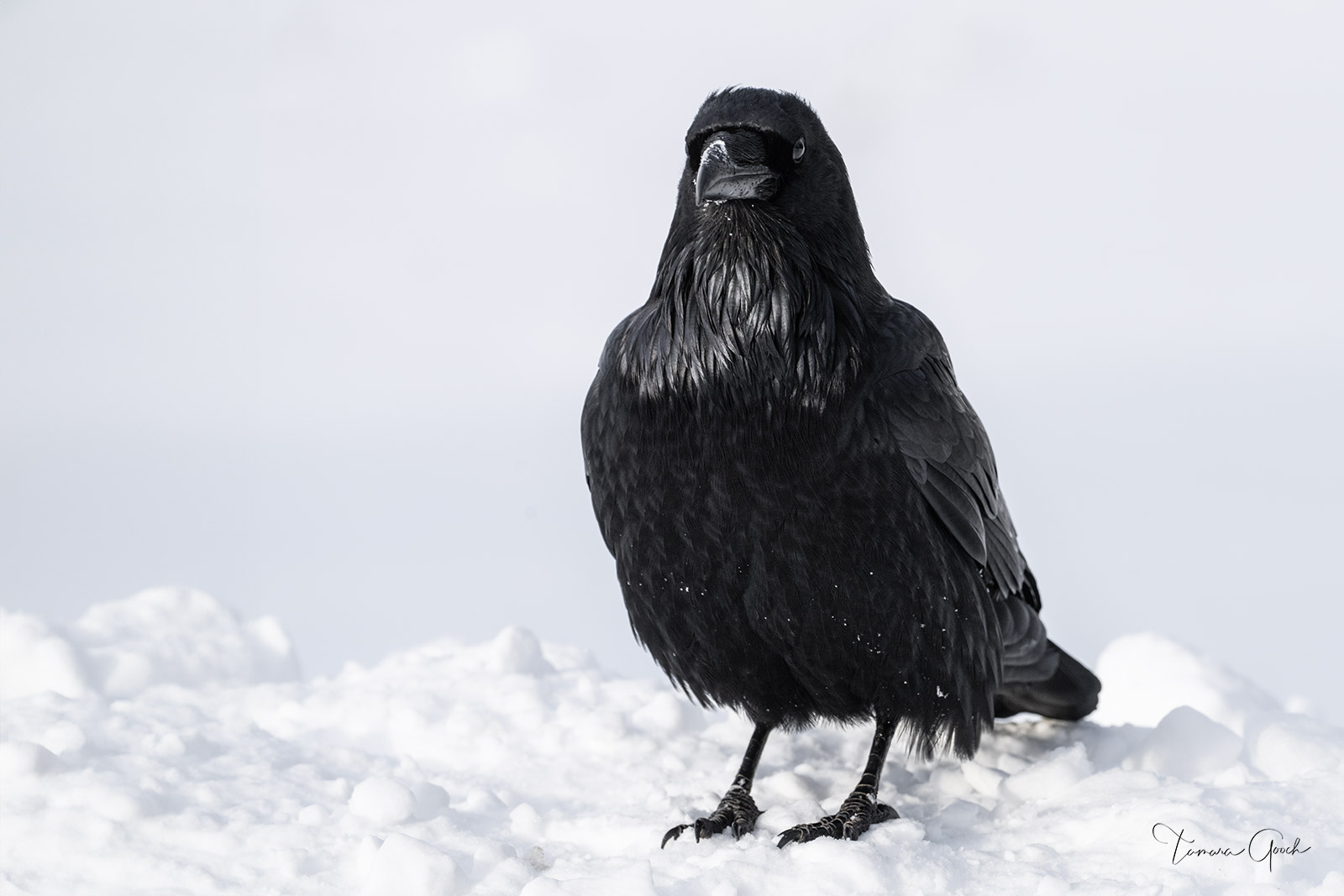A Limited Edition Fine Art photograph of a Raven sitting in the snow. To many Indigenous peoples, the raven is a creature of...