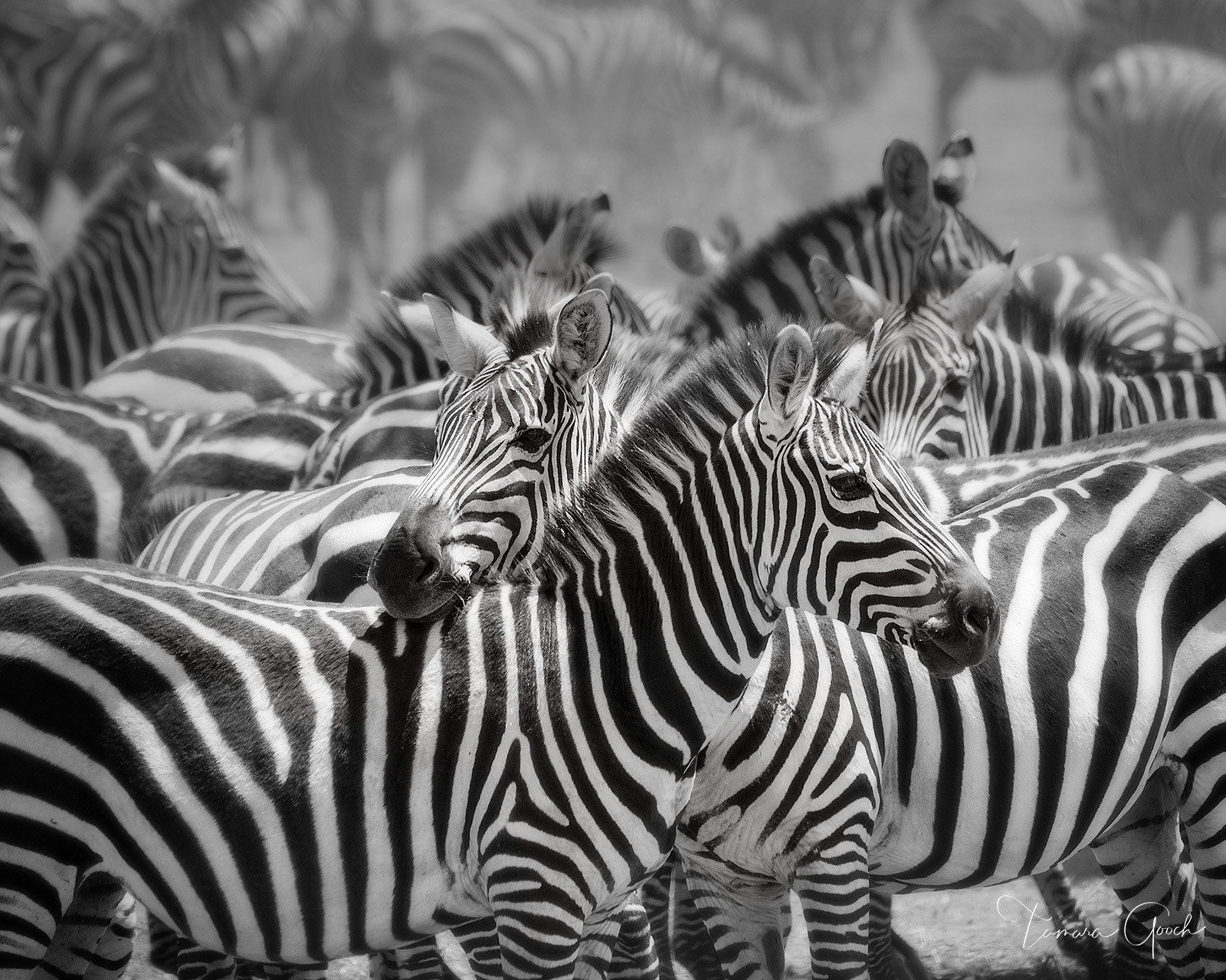 "Zebra Dazzle" is a Fine Art Limited Edition Print of 50 Care and Handling How do I clean my artwork?Although I use the finest...